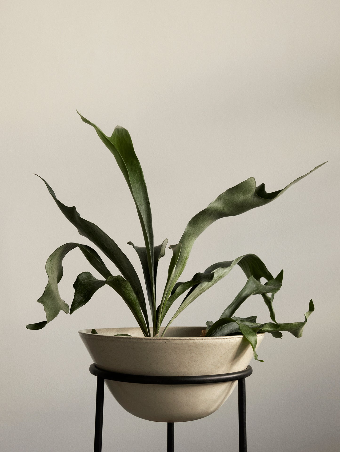 Daiza Planter by Audo Copenhagen