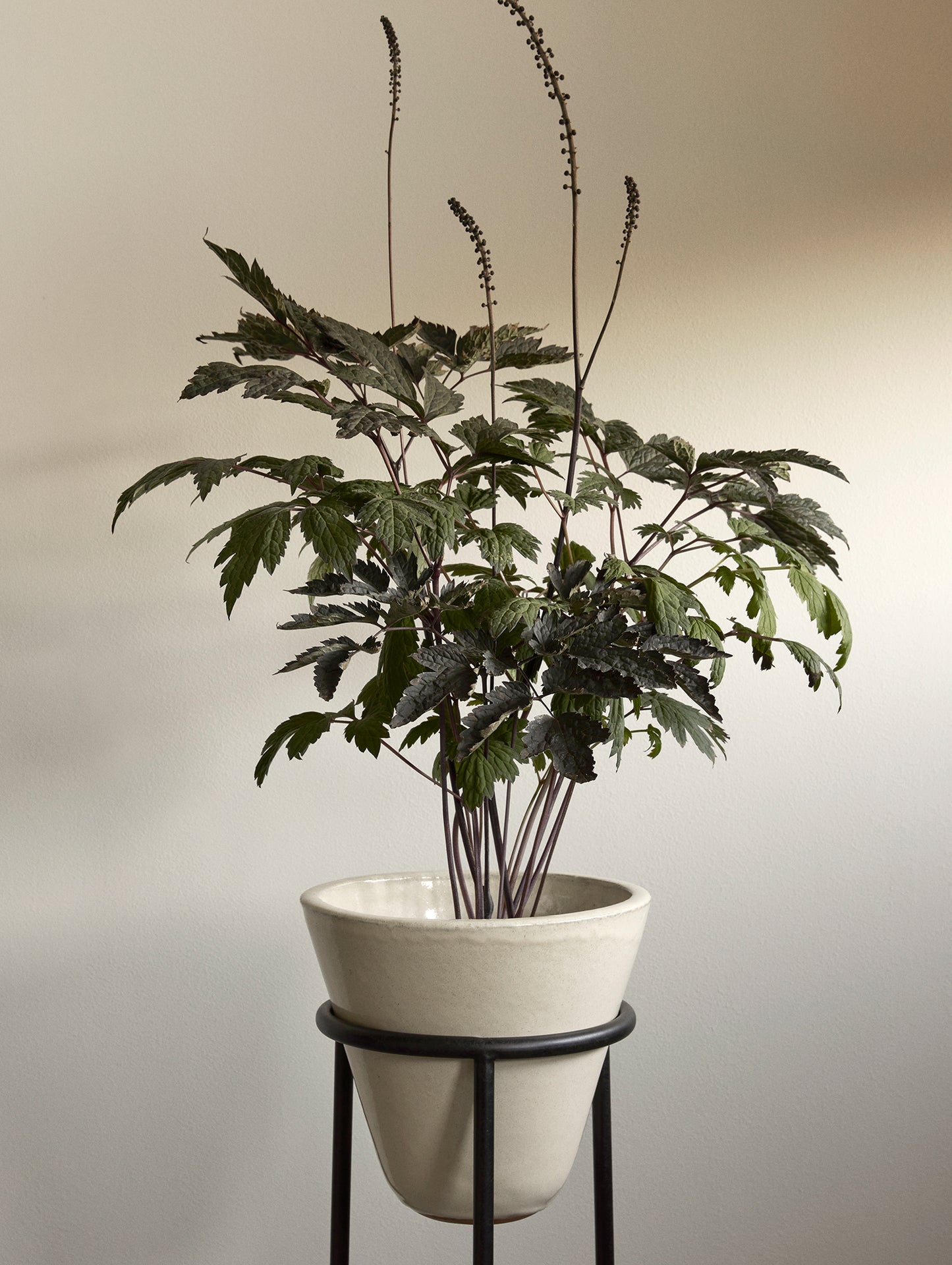 Daiza Planter by Audo Copenhagen - H65 / D25