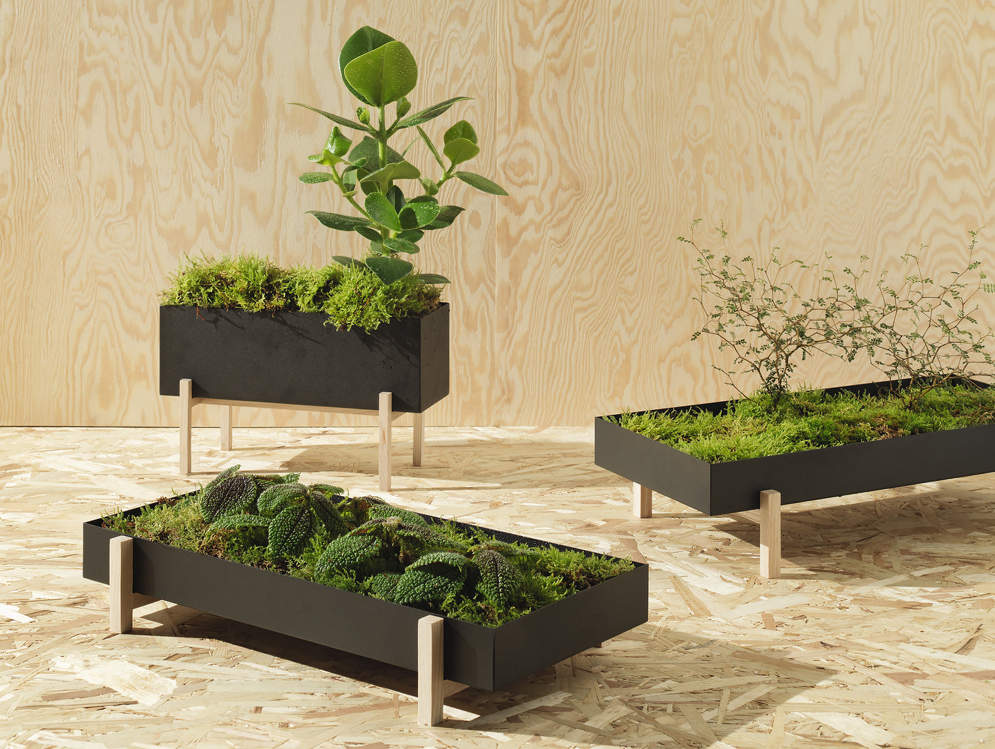 Botanic Box by Design House Stockholm